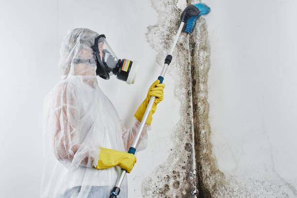 Best Toxic Mold Removal  in Nyssa, OR