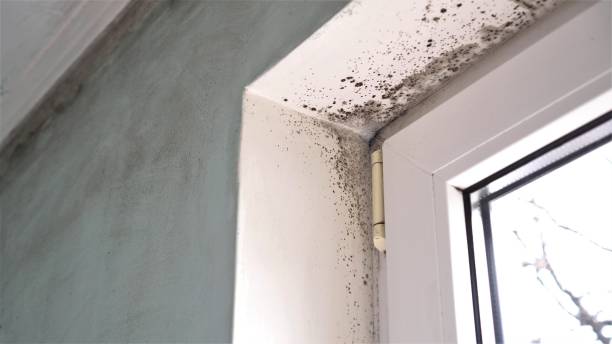 Reliable Nyssa, OR Mold Removal Solutions