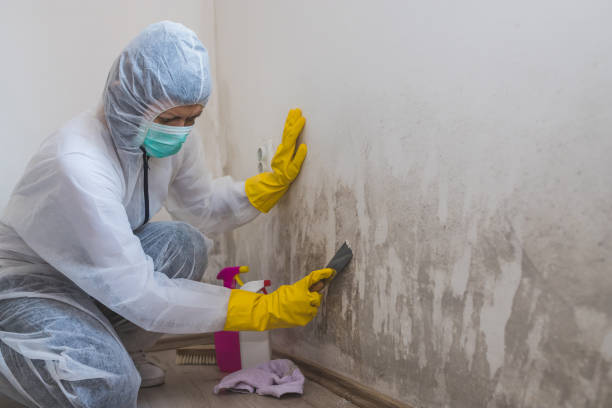 Best Fast Mold Removal  in Nyssa, OR