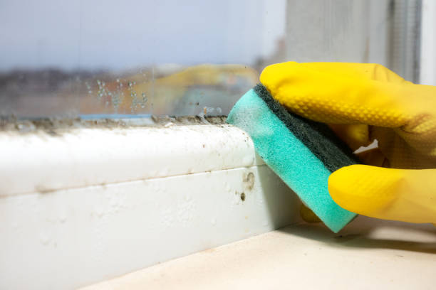 Best Mold Testing  in Nyssa, OR