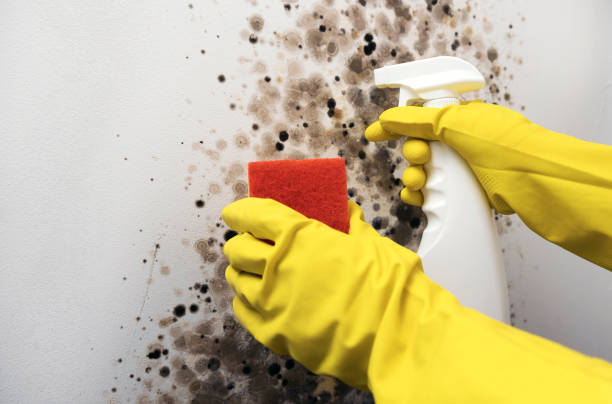 Best Mold Removal Company Near Me  in Nyssa, OR