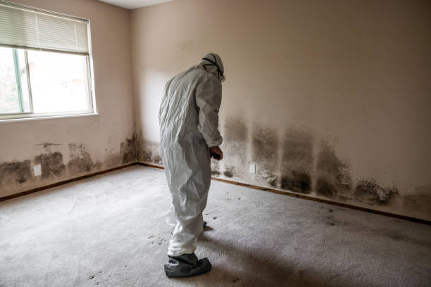 Best Mold Damage Repair  in Nyssa, OR