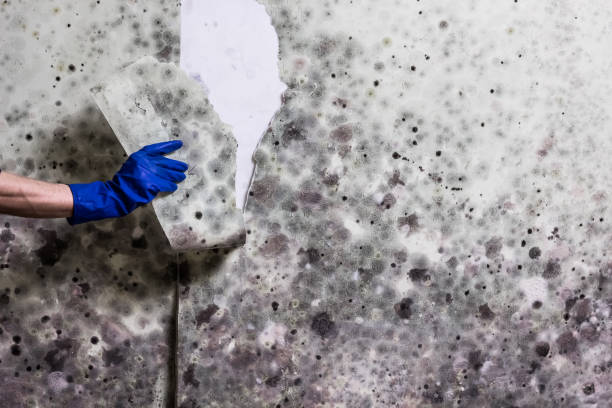 Professional Mold Removal in Nyssa, OR