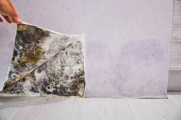 Best Mold Remediation  in Nyssa, OR
